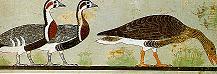 egyptgeese