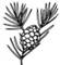 Branch__Pinecone